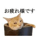 ぽんたくんとふーちゃんねる 猫の日常会話1（個別スタンプ：24）