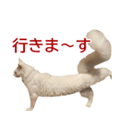 ぽんたくんとふーちゃんねる 猫の日常会話1（個別スタンプ：25）