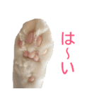 ぽんたくんとふーちゃんねる 猫の日常会話1（個別スタンプ：26）