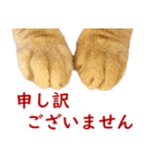 ぽんたくんとふーちゃんねる 猫の日常会話1（個別スタンプ：27）
