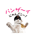 たま駅長とチームたま にゃんにゃん記念（個別スタンプ：1）