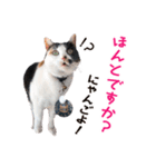 たま駅長とチームたま にゃんにゃん記念（個別スタンプ：2）