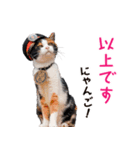 たま駅長とチームたま にゃんにゃん記念（個別スタンプ：3）