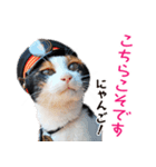 たま駅長とチームたま にゃんにゃん記念（個別スタンプ：5）
