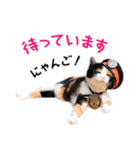 たま駅長とチームたま にゃんにゃん記念（個別スタンプ：6）