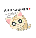 元保護猫・茶トラのチャッピー日常スタンプ（個別スタンプ：3）