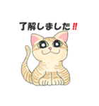 元保護猫・茶トラのチャッピー日常スタンプ（個別スタンプ：5）