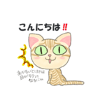 元保護猫・茶トラのチャッピー日常スタンプ（個別スタンプ：16）