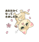 元保護猫・茶トラのチャッピー日常スタンプ（個別スタンプ：18）