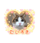 ねこの幸せ応援隊♪ byうちの子ニャンバー1（個別スタンプ：12）