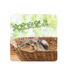 ねこの幸せ応援隊♪ byうちの子ニャンバー1（個別スタンプ：31）