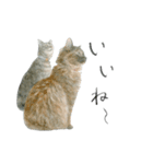 ほごねことくらす（個別スタンプ：1）