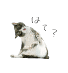 ほごねことくらす（個別スタンプ：4）
