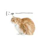 ほごねことくらす（個別スタンプ：6）