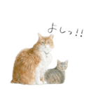 ほごねことくらす（個別スタンプ：9）