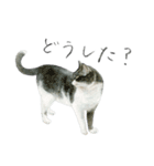 ほごねことくらす（個別スタンプ：10）