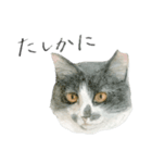 ほごねことくらす（個別スタンプ：12）