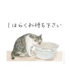 ほごねことくらす（個別スタンプ：13）