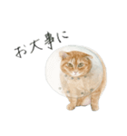 ほごねことくらす（個別スタンプ：14）
