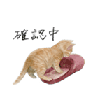 ほごねことくらす（個別スタンプ：16）