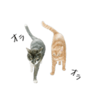 ほごねことくらす（個別スタンプ：17）