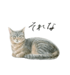 ほごねことくらす（個別スタンプ：19）