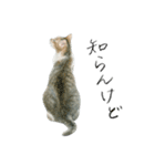 ほごねことくらす（個別スタンプ：22）