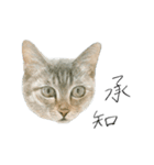 ほごねことくらす（個別スタンプ：23）