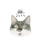 ほごねことくらす（個別スタンプ：24）