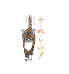 Cats in the room.（個別スタンプ：31）