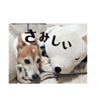 ジジ犬 ジョン(JRT) part2（個別スタンプ：10）