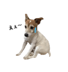 ジジ犬 ジョン(JRT) part2（個別スタンプ：13）