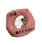 ジジ犬 ジョン(JRT) part2（個別スタンプ：15）