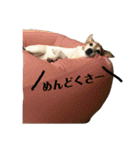 ジジ犬 ジョン(JRT) part2（個別スタンプ：18）