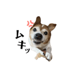 ジジ犬 ジョン(JRT) part2（個別スタンプ：22）