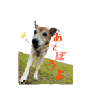 ジジ犬 ジョン(JRT) part2（個別スタンプ：23）