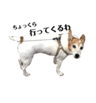 ジジ犬 ジョン(JRT) part2（個別スタンプ：25）