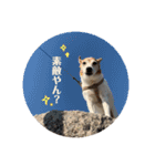 ジジ犬 ジョン(JRT) part2（個別スタンプ：26）