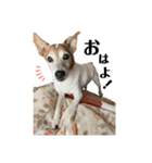 ジジ犬 ジョン(JRT) part2（個別スタンプ：27）