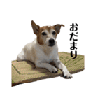 ジジ犬 ジョン(JRT) part2（個別スタンプ：31）