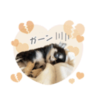 coco's daily life sticker（個別スタンプ：14）