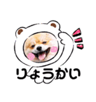 ポメコタの 1年間使える日常あいさつ（個別スタンプ：4）