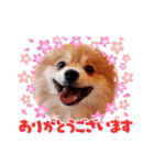 ポメコタの 1年間使える日常あいさつ（個別スタンプ：8）