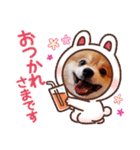 ポメコタの 1年間使える日常あいさつ（個別スタンプ：13）