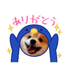 ポメコタの 1年間使える日常あいさつ（個別スタンプ：19）