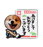 ポメコタの 1年間使える日常あいさつ（個別スタンプ：21）