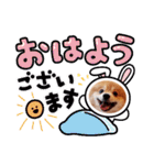 ポメコタの 1年間使える日常あいさつ（個別スタンプ：31）