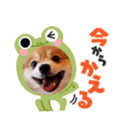 ポメコタの 1年間使える日常あいさつ（個別スタンプ：32）