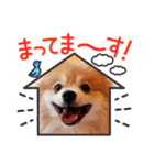 ポメコタの 1年間使える日常あいさつ（個別スタンプ：33）