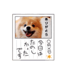 ポメコタの 1年間使える日常あいさつ（個別スタンプ：34）